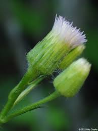 Attēlu rezultāti vaicājumam “Erigeron acris flower”
