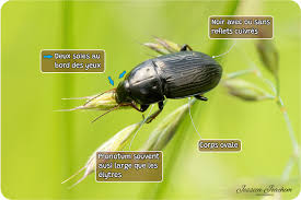 Attēlu rezultāti vaicājumam “Amara sp.”