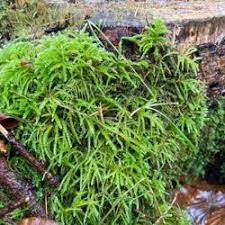 Attēlu rezultāti vaicājumam “Eurhynchium angustirete”