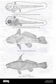 Image result for Menticirrhus littoralis