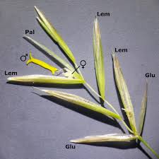 Attēlu rezultāti vaicājumam “Bromopsis inermis fruit”