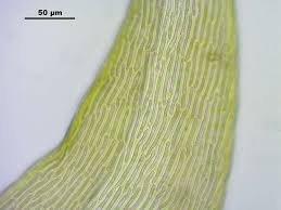 Attēlu rezultāti vaicājumam “Scorpidium cossonii”