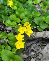 Image result for Lysimachia nummularia