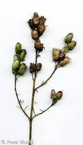 Attēlu rezultāti vaicājumam “Linaria loeselii leaf”