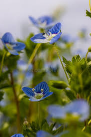 Attēlu rezultāti vaicājumam “Veronica chamaedrys flower”