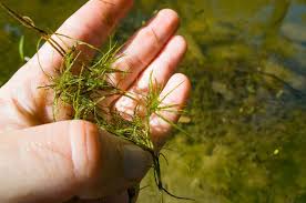 Attēlu rezultāti vaicājumam “Najas minor”