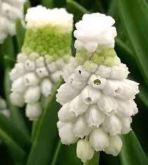 Attēlu rezultāti vaicājumam “Muscari armeniacum flower”
