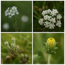 Attēlu rezultāti vaicājumam “Berteroa incana fruit”