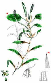 Attēlu rezultāti vaicājumam “Potamogeton gramineus”