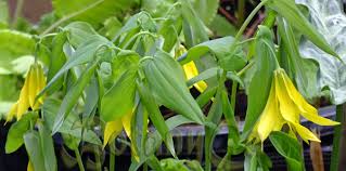 Attēlu rezultāti vaicājumam “Uvularia grandiflora flower”