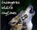 ringtones MobileActive