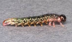 Attēlu rezultāti vaicājumam “Nematus salicis larva”