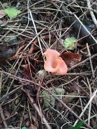 Attēlu rezultāti vaicājumam “Otidea leporina”