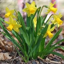 Attēlu rezultāti vaicājumam “Narcissus bud”