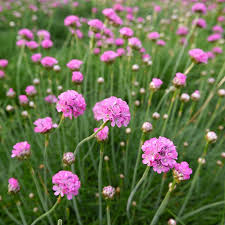 Attēlu rezultāti vaicājumam “Armeria vulgaris flower”