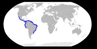 Image result for Sphyrna media