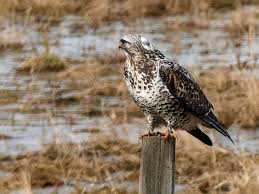 Image result for Buteo lagopus
