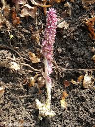 Attēlu rezultāti vaicājumam “Lathraea squamaria”