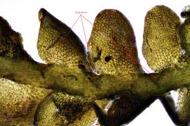 Attēlu rezultāti vaicājumam “Odontoschisma sphagni”