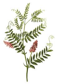 Attēlu rezultāti vaicājumam “Vicia cracca”