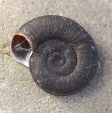 Attēlu rezultāti vaicājumam “Planorbis planorbis”