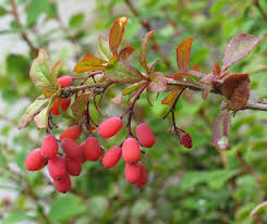Attēlu rezultāti vaicājumam “Berberis vulgaris fruit”