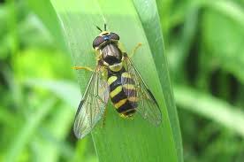 Attēlu rezultāti vaicājumam “Dasysyrphus tricinctus”