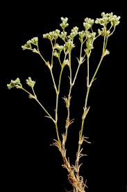 Attēlu rezultāti vaicājumam “Scleranthus perennis flower”