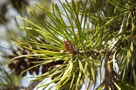 Attēlu rezultāti vaicājumam “Pinus banksiana”