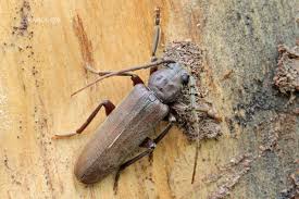 Attēlu rezultāti vaicājumam “Criocephalus rusticus”