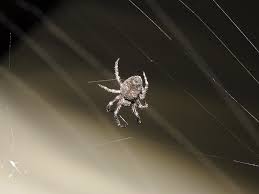 Attēlu rezultāti vaicājumam “Araneidae”