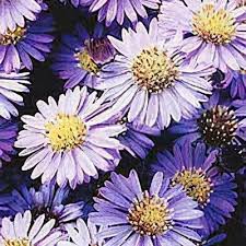 Attēlu rezultāti vaicājumam “Symphyotrichum x salignum flower”