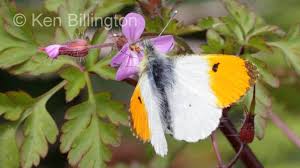 Attēlu rezultāti vaicājumam “Anthocharis cardamines underside”