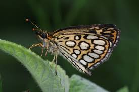 Attēlu rezultāti vaicājumam “Heteropterus morpheus underside”