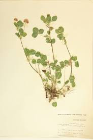 Attēlu rezultāti vaicājumam “Leguminosae”