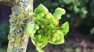 Attēlu rezultāti vaicājumam “Ginkgo biloba female flower”