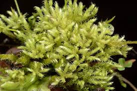 Attēlu rezultāti vaicājumam “Philonotis marchica macro”