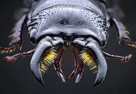 Attēlu rezultāti vaicājumam “Ceruchus chrysomelinus”