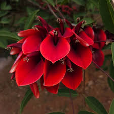 Attēlu rezultāti vaicājumam “Amarillidaceae”