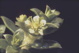 Attēlu rezultāti vaicājumam “Honckenya peploides flower”