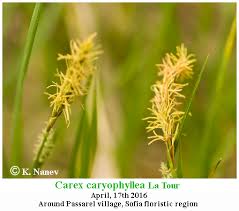 Attēlu rezultāti vaicājumam “Carex caryophyllea flower”