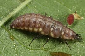 Attēlu rezultāti vaicājumam “Drepanepteryx phalaenoides”