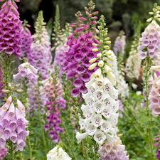 Image result for Fingerhut rot