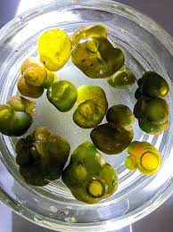 Attēlu rezultāti vaicājumam “Nostoc pruniforme”