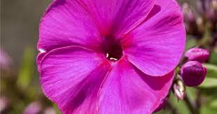Image result for Phlox (großblumig)