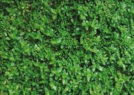 Attēlu rezultāti vaicājumam “Herniaria glabra flower”