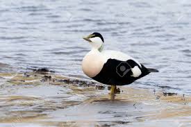 Attēlu rezultāti vaicājumam “Somateria mollissima male”