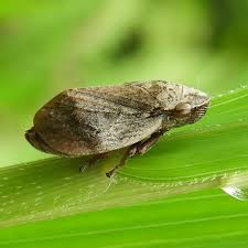 Attēlu rezultāti vaicājumam “Lepyronia coleoptrata”