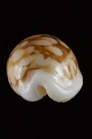 Attēlu rezultāti vaicājumam “Cribraria sp.”