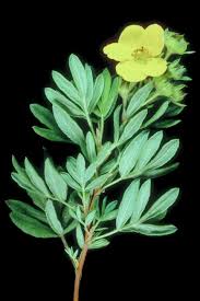 Attēlu rezultāti vaicājumam “Pentaphylloides fruticosa leaf”